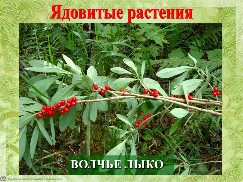 ВОЛЧЬЕ ЛЫКО Ядовитые растения